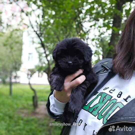 Девочка Maltipoo f1, чёрная