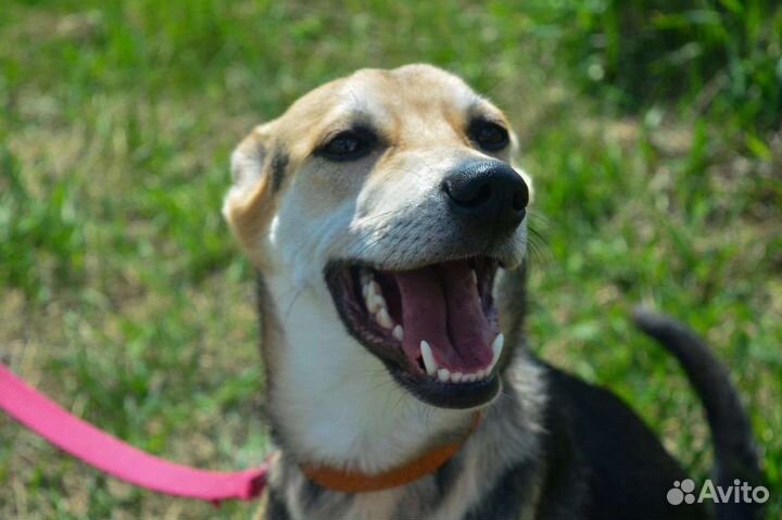 Собака из приюта в добрые руки бесплатно