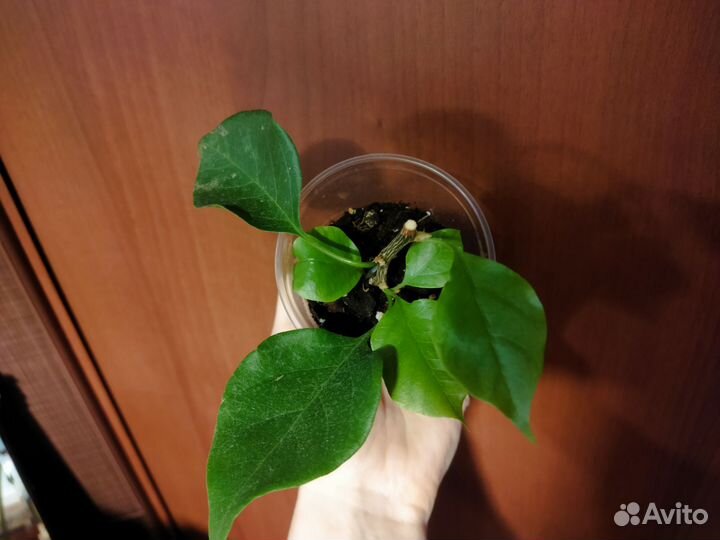 Пальма Вашингтония I Замиокулькас I Бугенвиллия