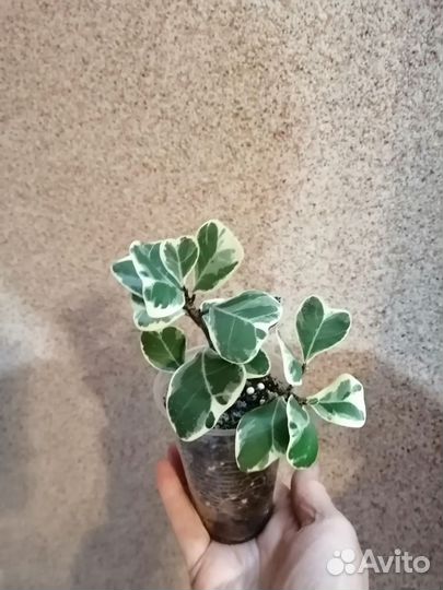 Фикусы, драцены, фил, сцин, гибискус