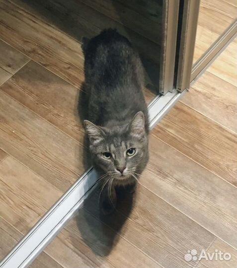 Отдам кота в добрые руки