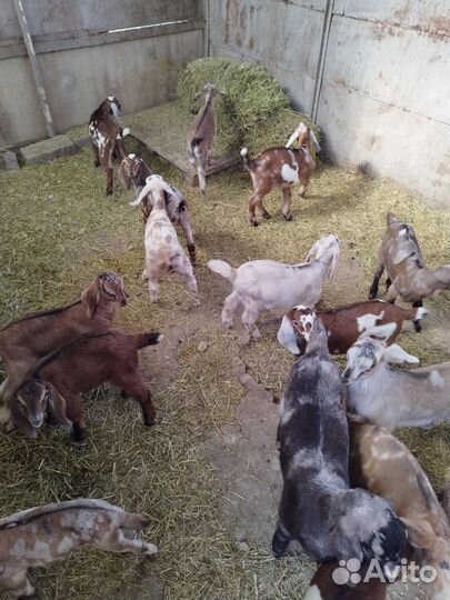 Англо нубийские козы