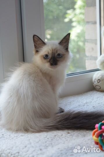 Малышка Хильда