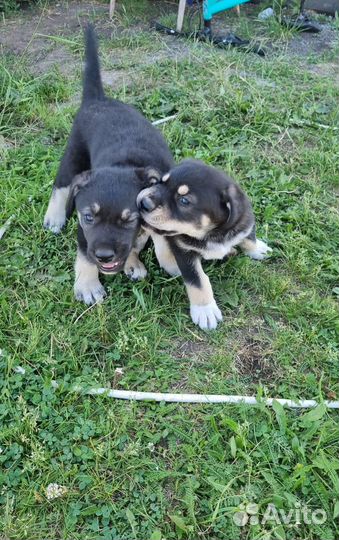 Щенки лабрадора