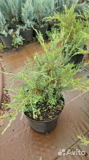 Можжевельник