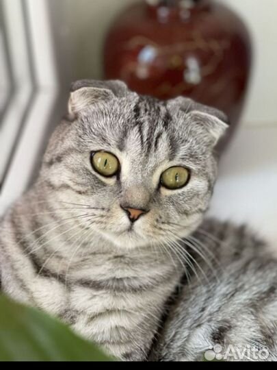 Шотладские котята