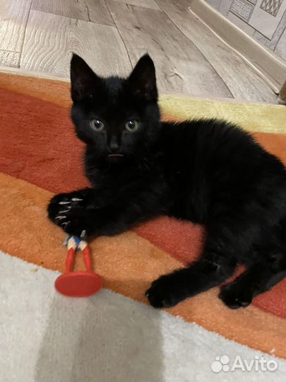 Черный котенок