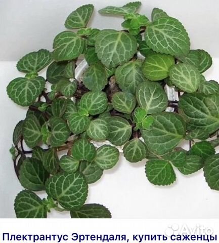 Домашние растения