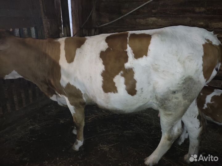 Телка с теленком