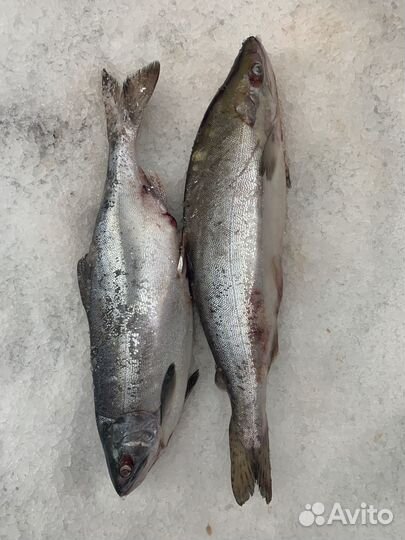 Горбуша с/м