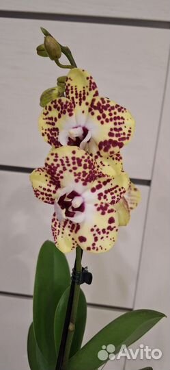 Орхидея фаленопсис Биг Лип Спанч Боб