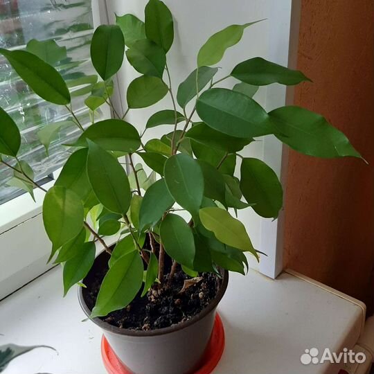 Фикусы бенджамина
