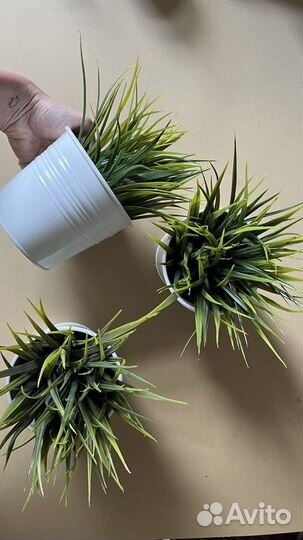 Декоративные растения IKEA кашпо socker