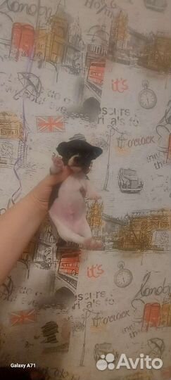 Щенки мини чихуахуа 2 мальчика и девочка