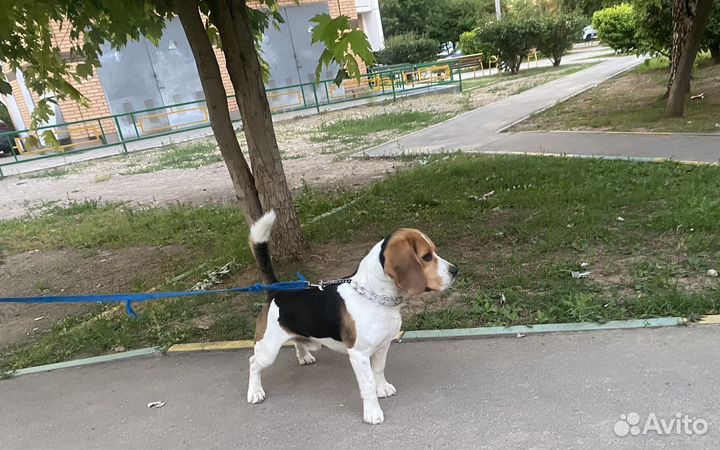 Собака в добрые руки отдам бесплатно
