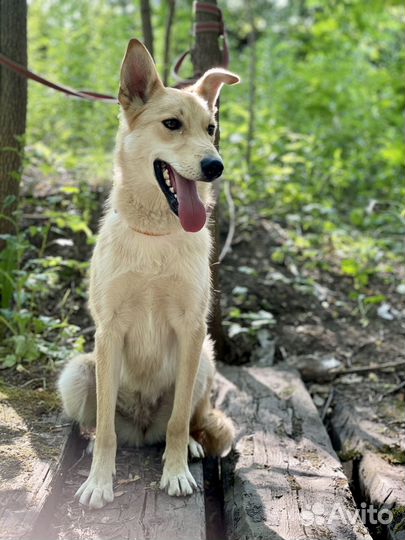 Собака Пикси в добрые руки