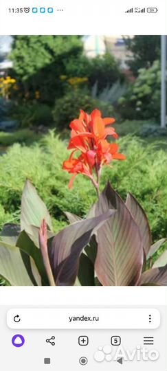 Продаю клубни канны и луковицы безвременника