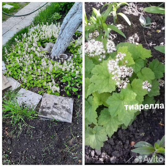 Цветы многолетник бруннера серебристая тиарелла