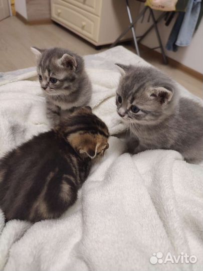 Котята Британо- Шотландские
