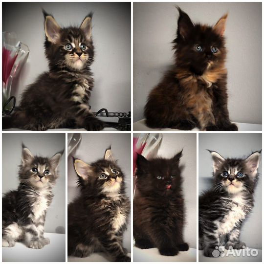 Котята мейн-кун классика и полидакты кошечки