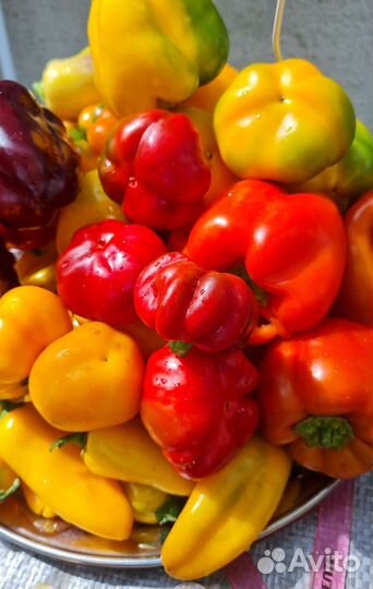 Семена сортовых перцев