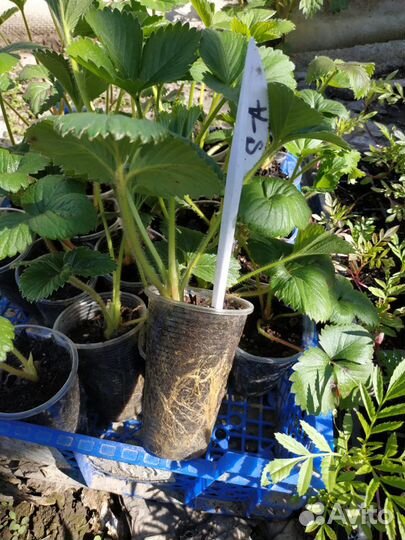 Клубника рассада - новинки. Саженцы ежевики