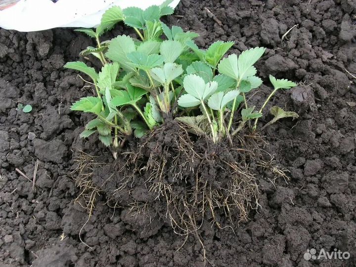 Клубника ремонтантная