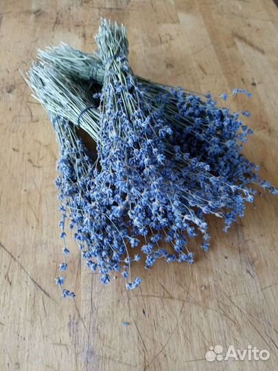 Лаванда сухоцвет