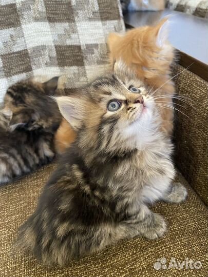 Курильский бобтейл