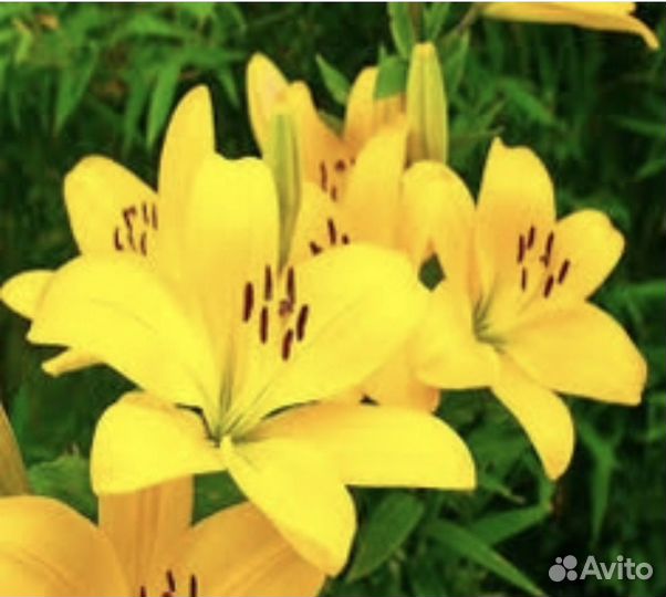 Гиппеаструм амариллис луковицы - лилии желтые