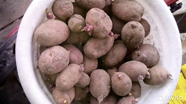 Картофель семенной, сортовой