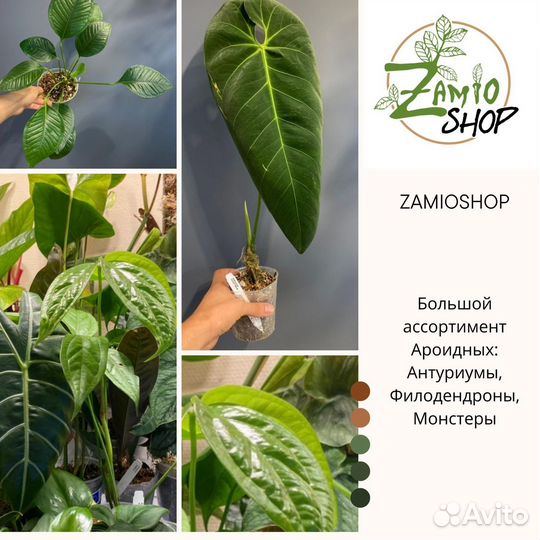 Ярмарка растений Москва 25-26 ноября