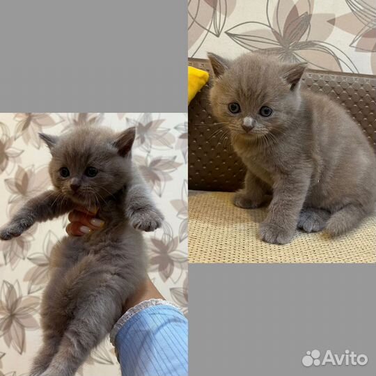Британские котята