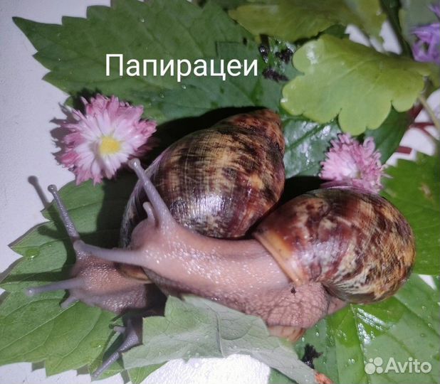 Улитки разные