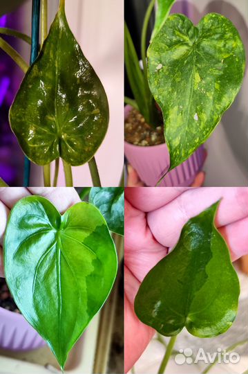 Алоказии (Кукулата и Сибирский Тигр)