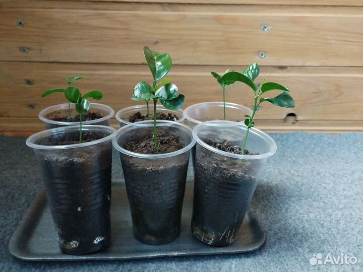 Мандариновое дерево