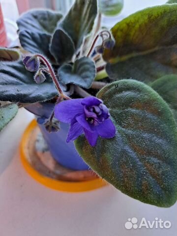 Комнатные цветы фиалки