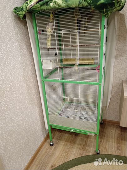 Попугаи корелла нимфа, с вольером ручные