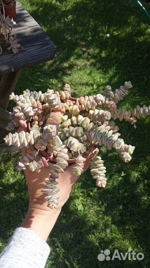 Суккуленты разнообразные ч.6