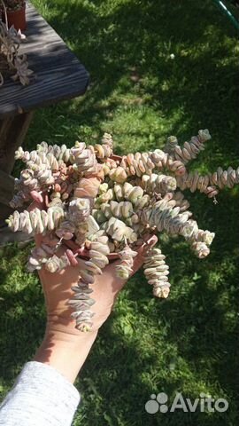 Суккуленты разнообразные ч.6