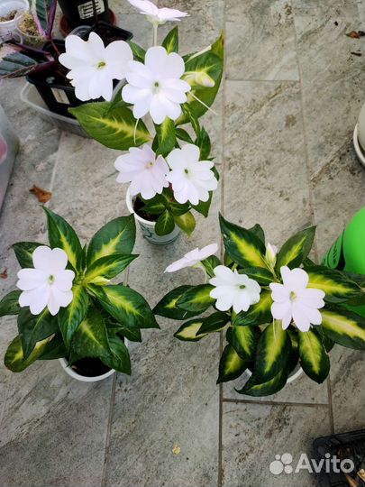 Бальзамин новогвинейский вариегатный