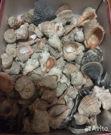 Морские ракушки
