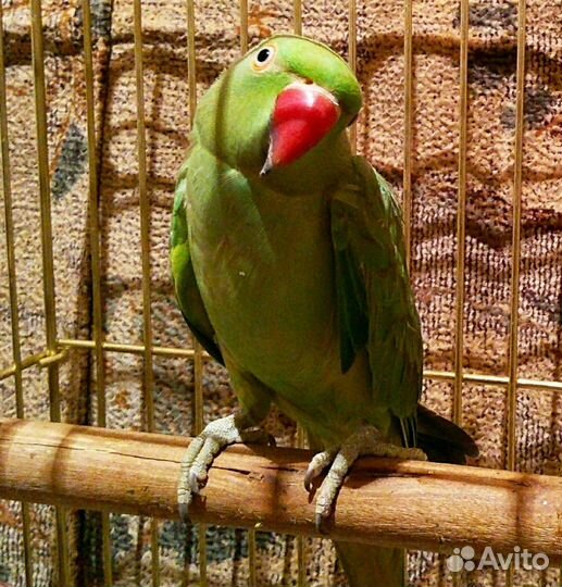 Ожереловые, кореллы, розеллы, волнистые попугаи