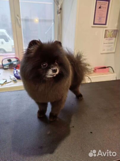 Стрижки кошек и собак салон DOGford