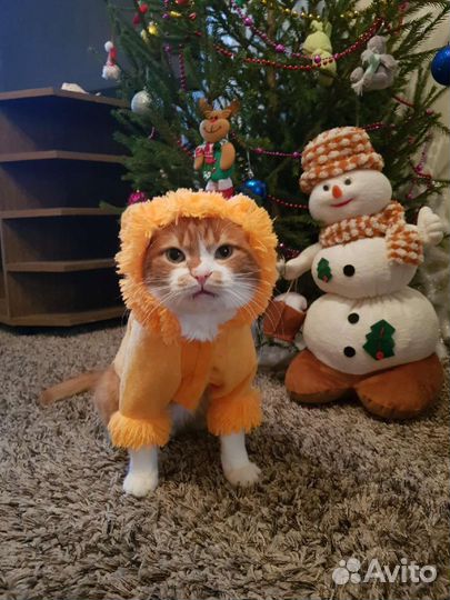 Костюм львёнка