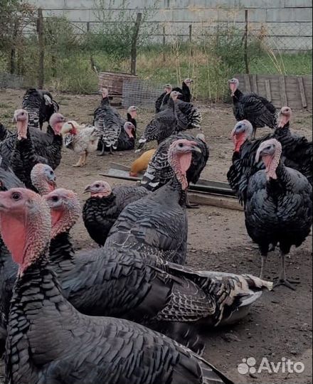 Индюки бронза