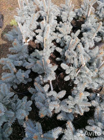 Ель Baby Blue Eyes(бейби блю айз) в с5л