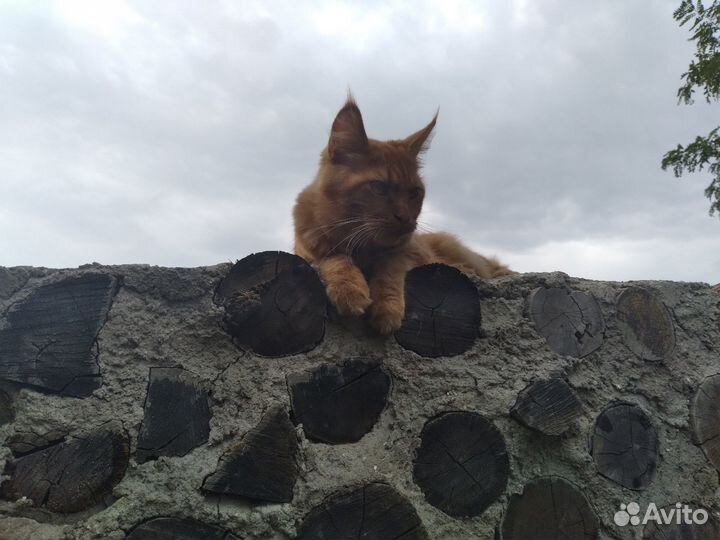 Мейн-Кун