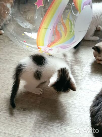 Котята