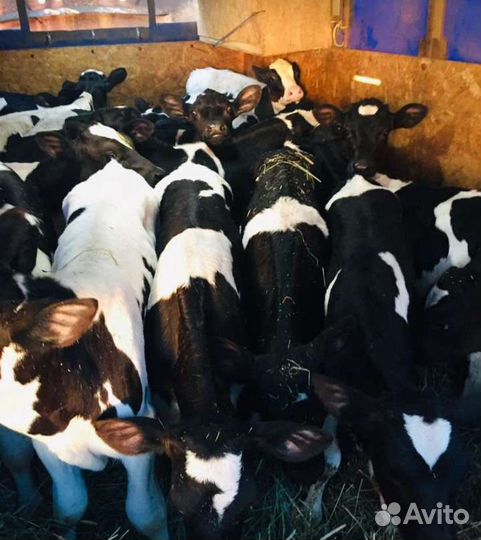 Бычки и тёлочки